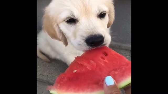 cute puppy