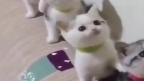 funny cute cats