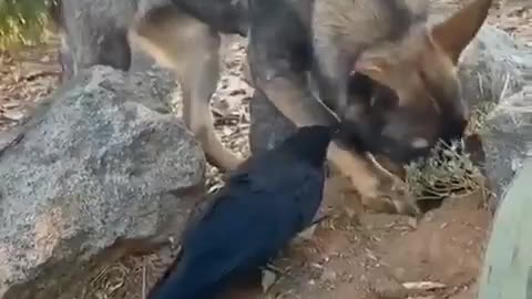 Tremendous friendship of dog and crow