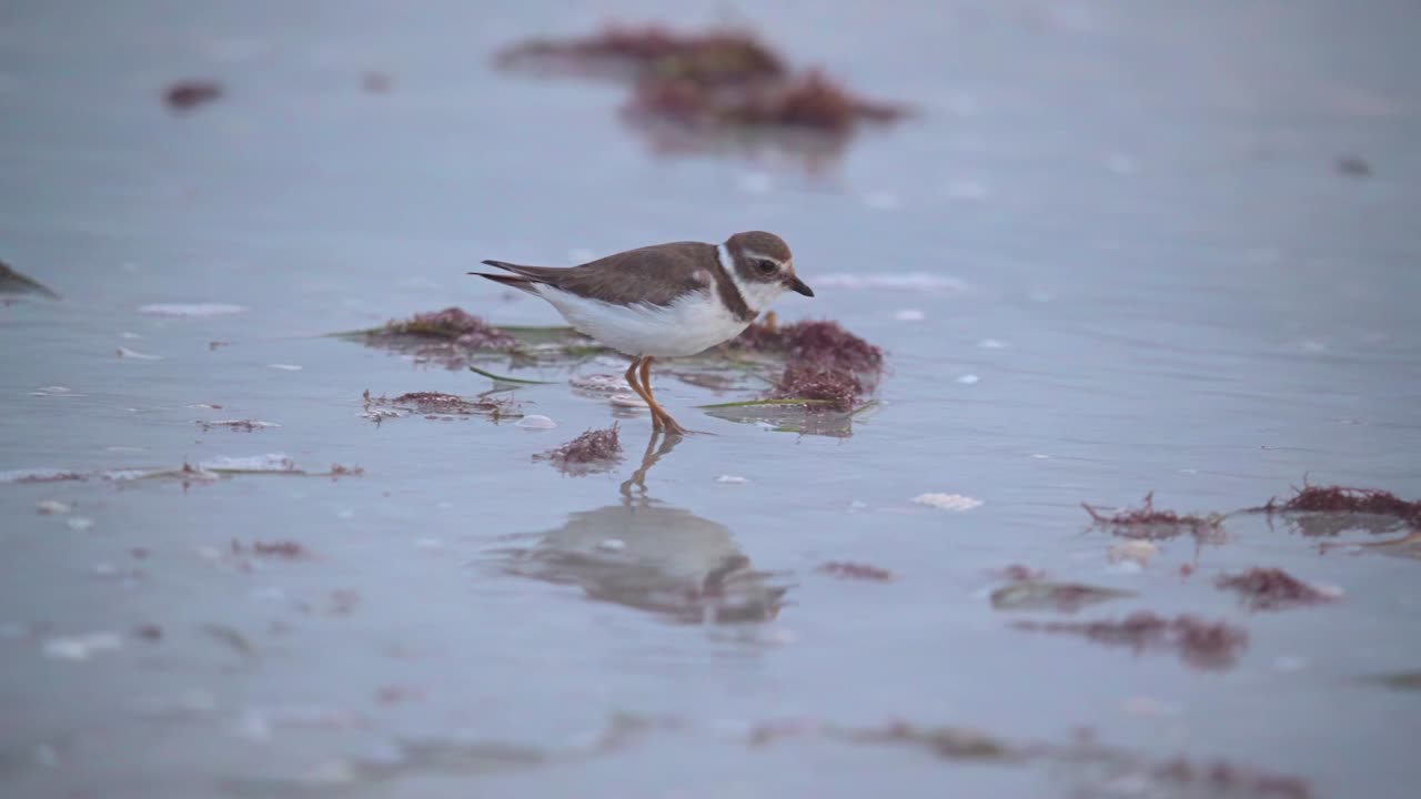 Semipalmated Plover Feeding