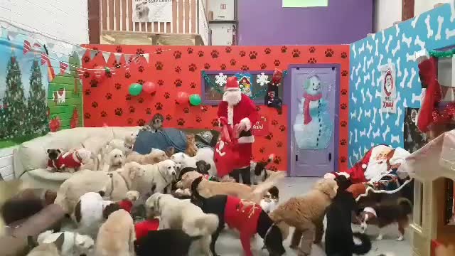 Santa delivers presents to all the good doggies