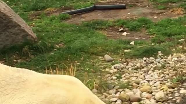 polar bear walking in my garden