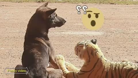 Dog life funny video show