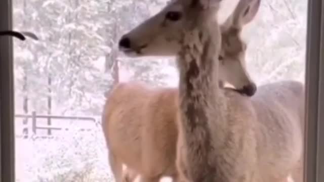 Watch these two deer waiting for the door to open