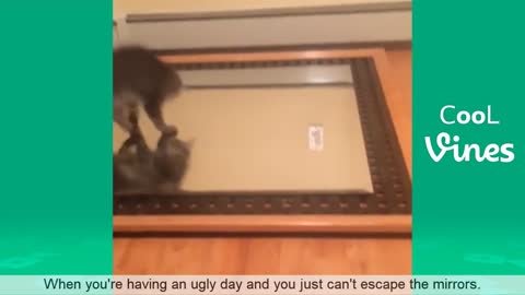 Adorable and Hilarious Pets Vine To Make Your Day