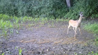 Fred Zeppelin 2022, Another Big Buck Lower Field