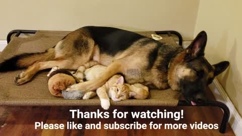 Watch "German Shepherd 🐕‍🦺 And Kitten Became Best Friends”❤️