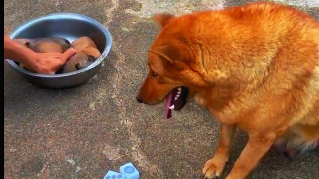 funny video