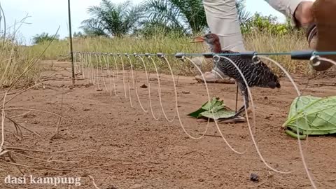 mikatburungsintar OMG!! burung burung sintar ini sangat marah ketika mikat di tengah jalan ini