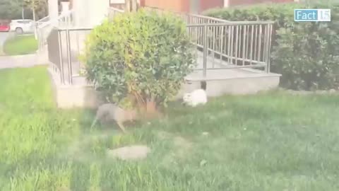 Animal funny moments 😂