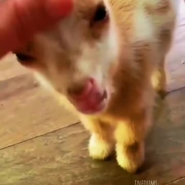 Animals❤️👑💫