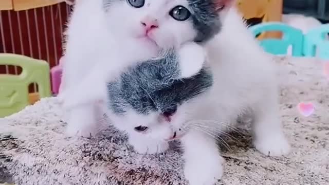 Korean Cute cats