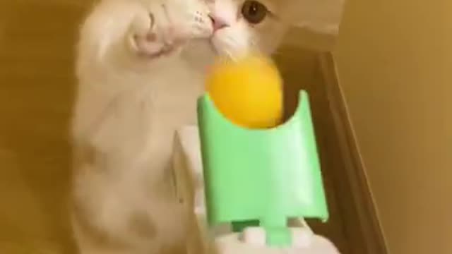 Friendly pats moment best of best funny pats video short