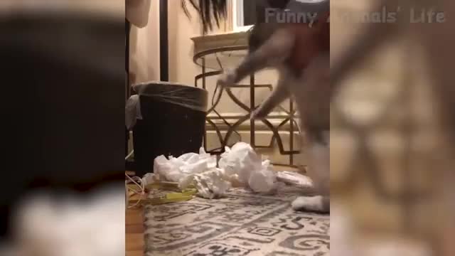 Funny Dogs & Cats 2