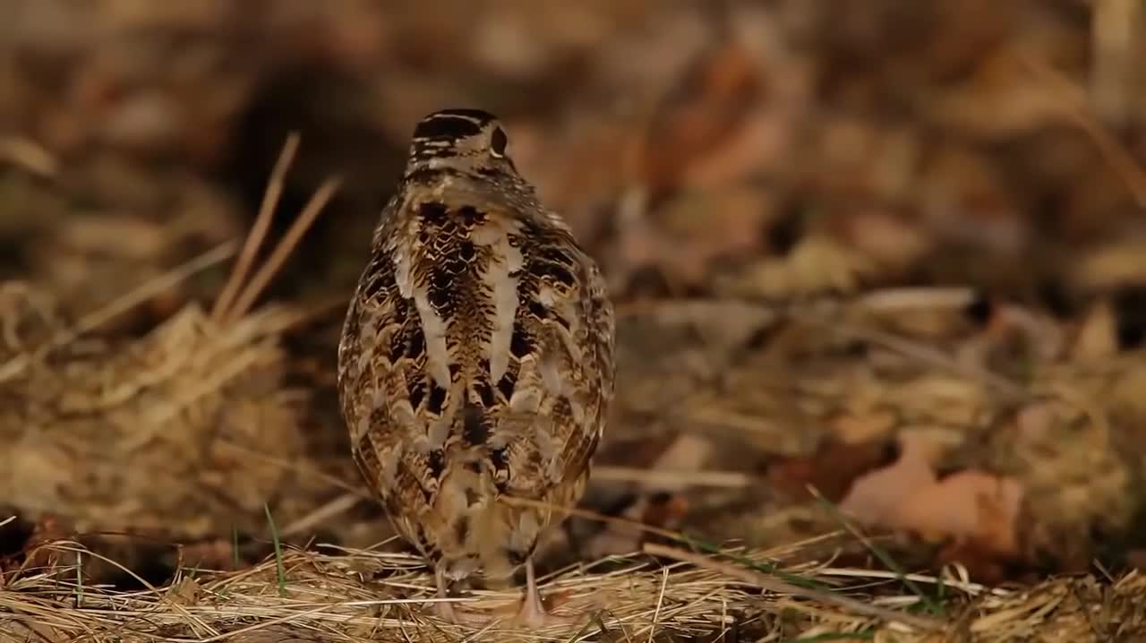 Bird hits the beat