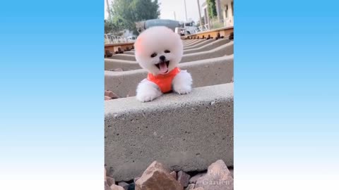 Funny Animals And Cute Pets Compilation 8