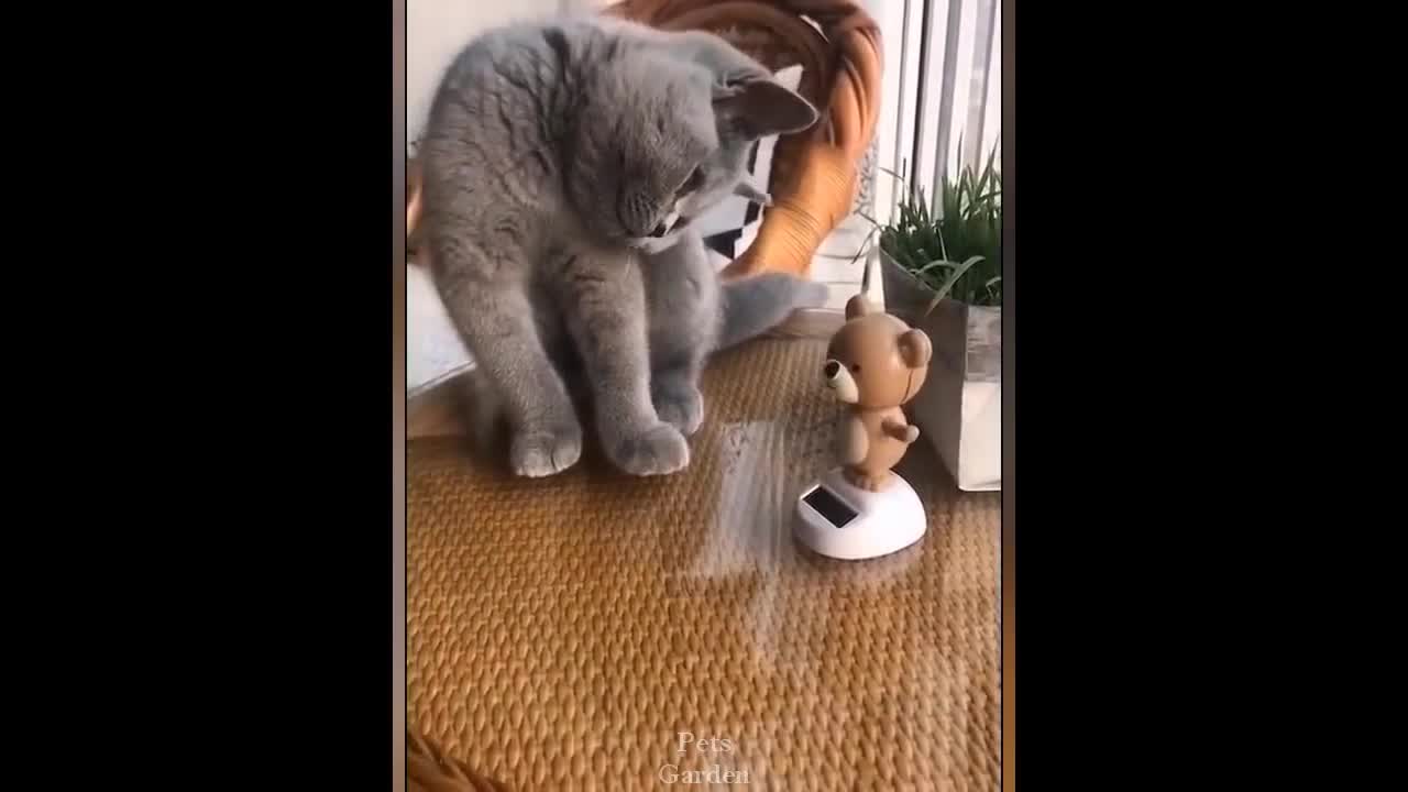 Cute & Funny Pet Compilation (#148)