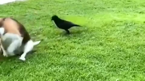 funny animals prank videos try not to laugh amazing videos