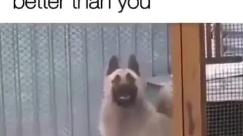 This dog can dance better than you🔥🔥