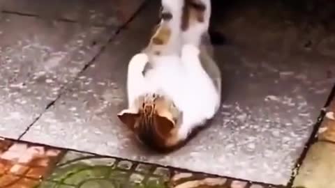 # the confusing behavior of cats # funny # the daily life of stupid cats