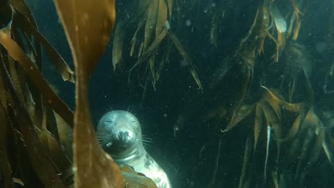 Peaceful Seal Sleeping Underwater