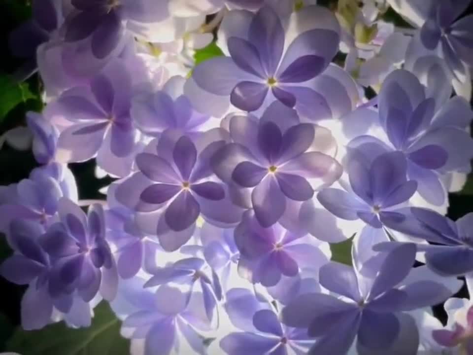 Some people can buy you flowers, some people can wait for you to bloom