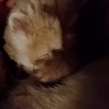 Ferret rubbing his face!!