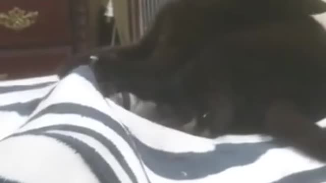 My Cat Powers Up His Attacks