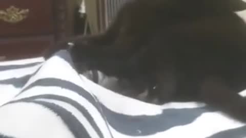 My Cat Powers Up His Attacks