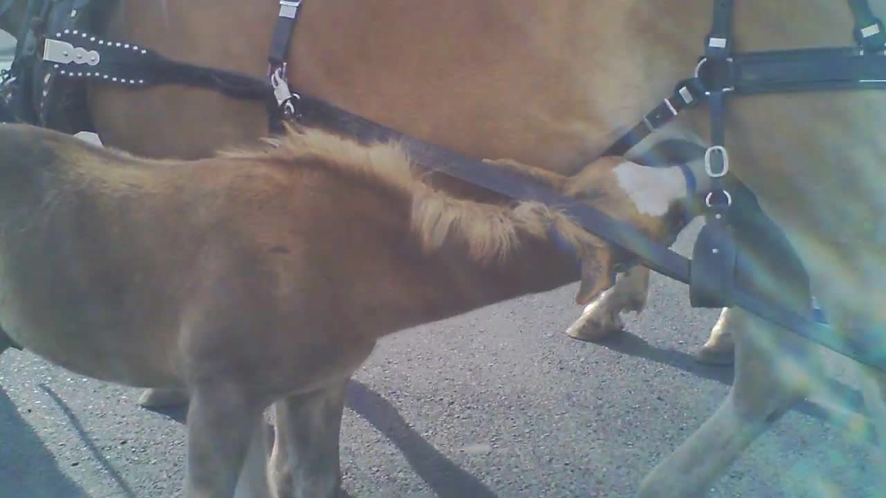 The colt is hungry while waiting for the parade to start