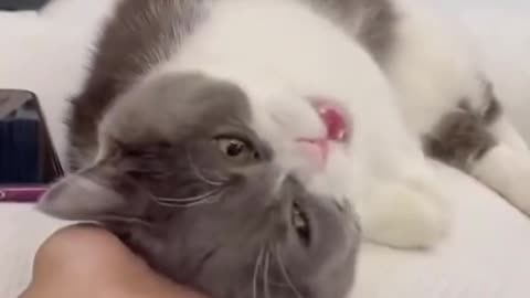 cute cat