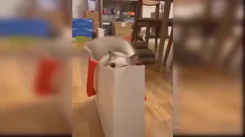 Cat jumping into the bag.