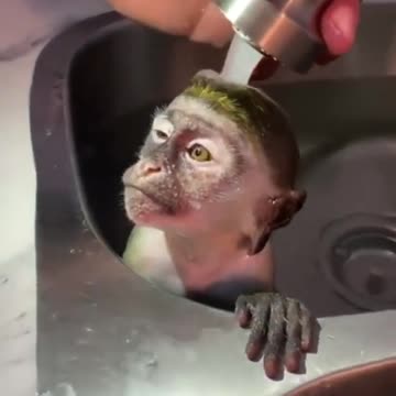 Monkey bathing in tub...