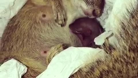 Pet squirrel nurses her newborn baby