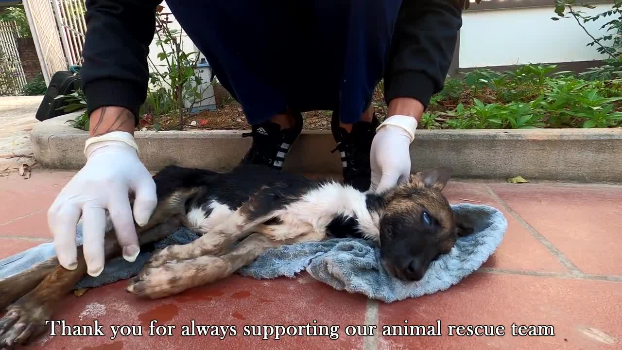 The tearful story of the life of a dog that was left in a ditch to die