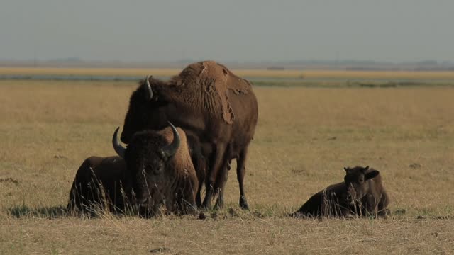 African wildlife