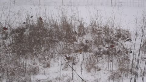 Birds Playing in the Snow