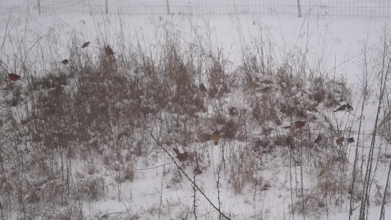 Birds Playing in the Snow