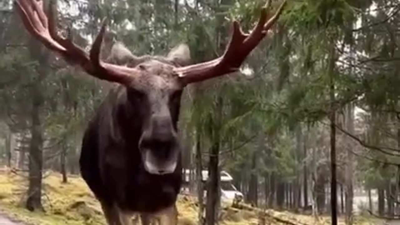 Have you ever seen a Moose this close #shorts #viral #shortsvideo#video