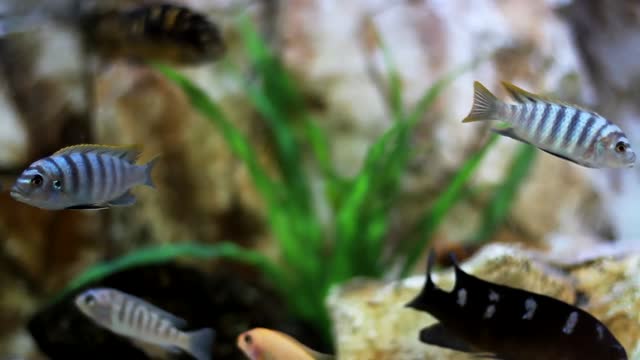 Beautiful Sea Fishes In Aquarium