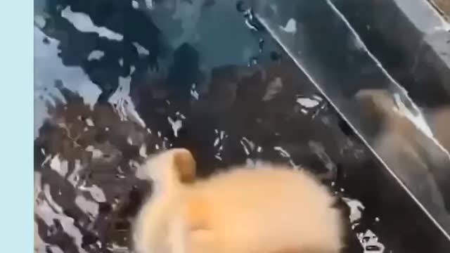Visit Advertiser Ad β’ 0:16 #dog #dogs #funnydog Unbelievable!!! Funny Dog Videos ππΆβοΈ