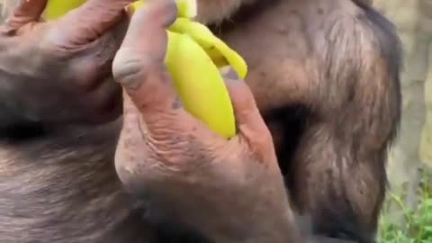 Monkey is eating banana.