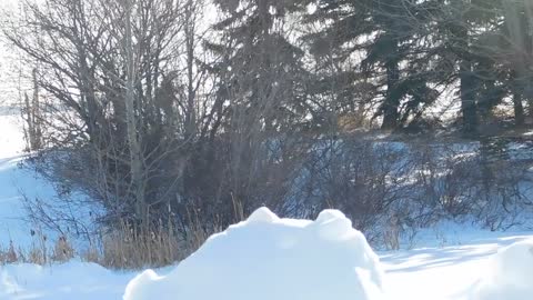 Walking in the snow