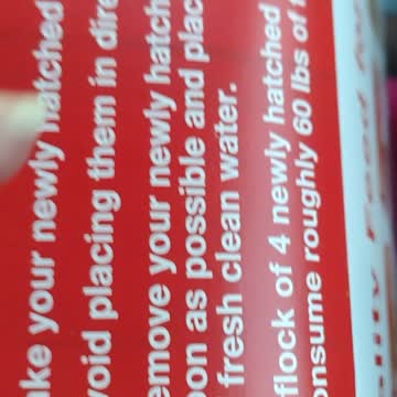 Tractor Supply Baby Guineas #shorts