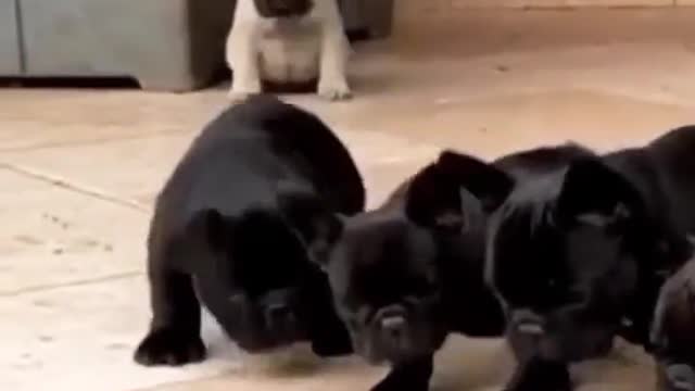 Puppy's enjoying