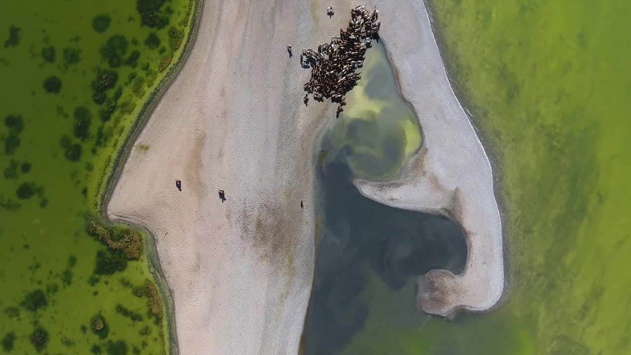 Aerial drone shot top view herd of horse along a lake in mongolia