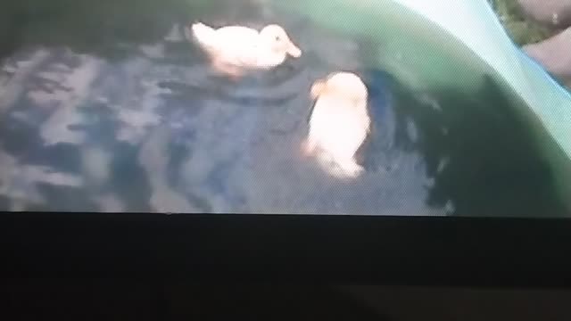 Baby ducks go swimming!