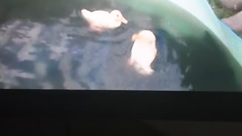 Baby ducks go swimming!