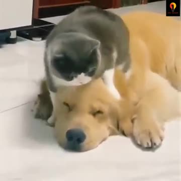 Cat and Dog Friendship - Dog and Cat Pure Love #short