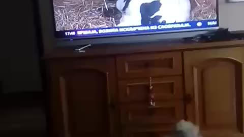 Megi attacks cows on TV